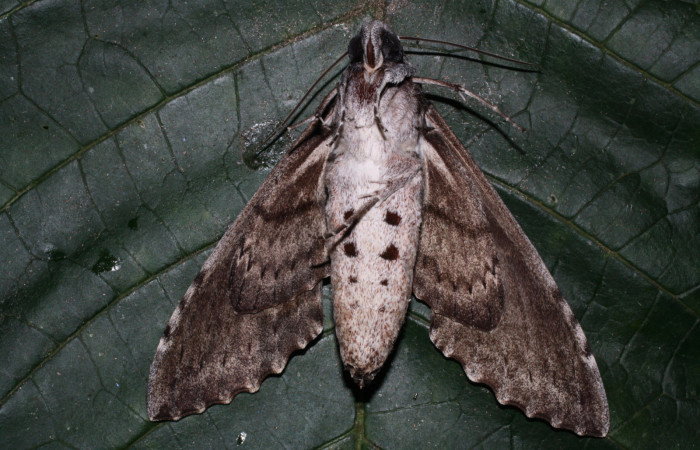 Fig. 4 Vista ventral macho de <i>Pseudosphinx tetrio</i> (Sphingidae) Los Inocentes Sector El Hacha 290m.(13-SRNP-22175-DHJ493763.