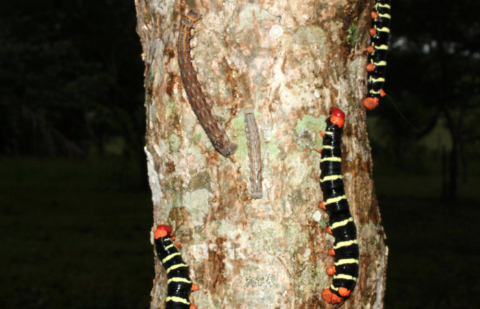 Figura 7 . Larvas de Pseudosphinx tetrio acompañadas de Isognathus rimosus (Shpingidae)  (18 de Octubre 2013) Inocentes Los Almendros Sector El Hacha 290m.