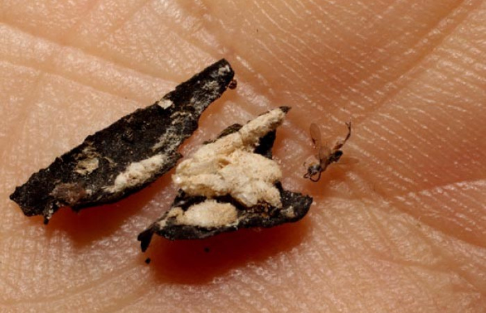 Figura 10. Párasitos <i>Glyptapanteles</i> Whitfield285, de la larva gelJanzen01 Janzen348 (Gelechiidae), Sector San Cristóbal, Puente palma ,(elevación 460 metros). 25 Junio 2014. (10-SRNP-505-DHJ495954.jpg).