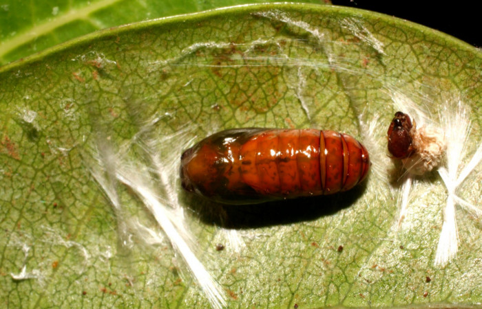 Figura 11. Pupa gelJanzen01 Janzen348, (Gelechiidae), posición dorsal entero, Sector Rincon Rain Forest, Estación Llanura, (elevación 135 metros). 29 junio 2009, (09-SRNP-44854-DHJ459851.jpg).