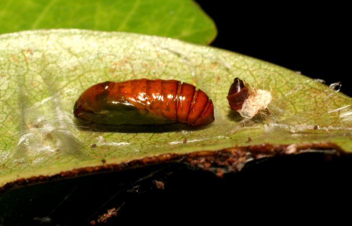 Figura 12. Pupa gelJanzen01 Janzen348, (Gelechiidae), posición lateral entero, Sector Rincon Rain Forest, Estación Llanura, (elevación 135 metros). 29 junio 2009, (09-SRNP-44854-DHJ459852.jpg).