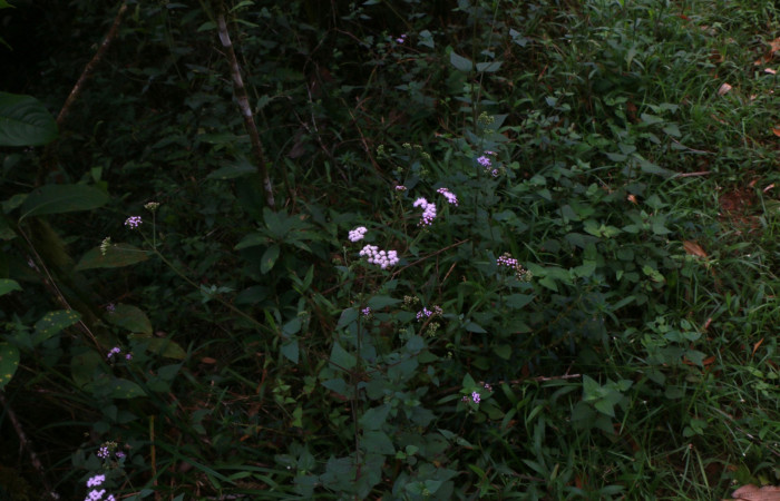Figura 13. Planta hospedera de gelJanzen01 Janzen348 , Planta <i>Fleischmannia pycnocephala</i> (Asteraceae). Foto Anabelle Córdoba, 4 Febrero 2021.