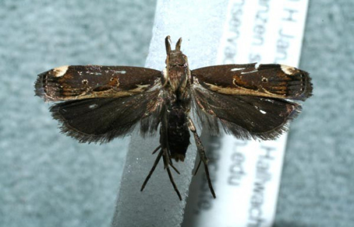 Figura 1. Adulto de gelJanzen01 Janzen348 (Gelechiidae), posición dorsal. (12-SRNP-1411-DHJ563563).