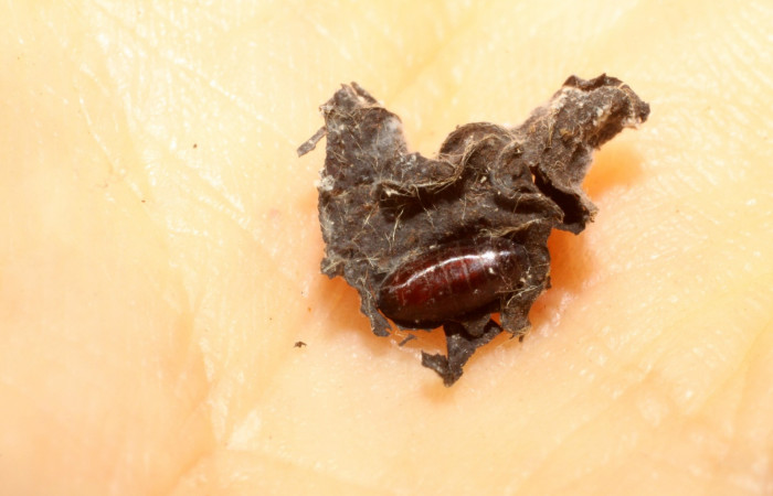 Figura 9. Pupario de parásito Actia Janzen09 (Tachinidae), de la larva gelJanzen01 Janzen09, (Gelechiidae). Sector San Cristóbal, Puente Palma, (elevación 460 metros). 19 diciembre 2009. (09-SRNP-6869-DHJ475013.jpg).