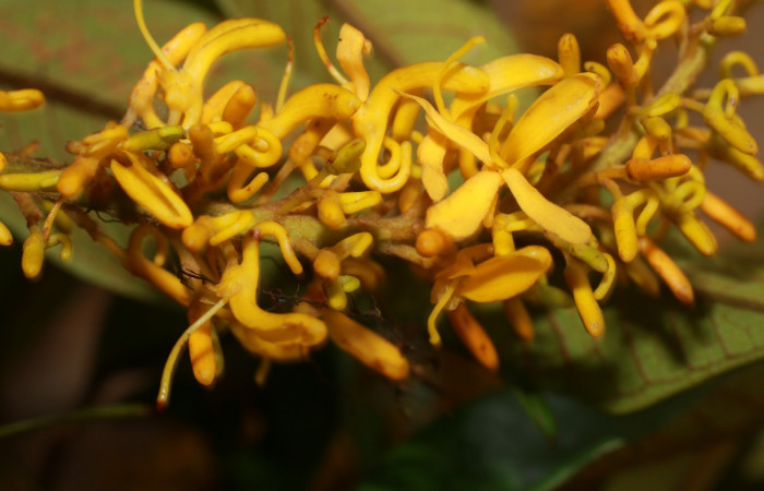 Figura. 10 Flor de frente <i>Vochysia ferruginea</i>, (Vochysiaceae). Area de Conservación Guanacaste, Sector Rincón Rain Forest, Estación Leiva, Sendero Jacobo, (elevación 461 metros), colectada el 15 de febrero 2021 . Foto, Jorge Hernández.  