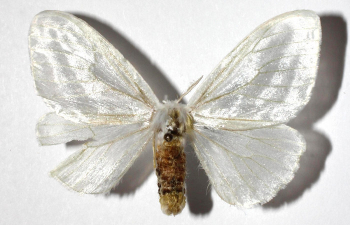 Figura. 12 Adulto <i>Caviria regina</i> (Eribidae), posición vista dorsal. (17-SRNP-26891-DHJ930696).