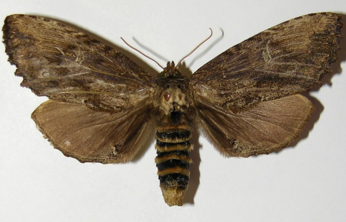 Figura. 14 Adulto <i>Naprepa cyllota</i> (Notodontidae), posición vista dorsal. (04-SRNP-31738-DHJ300752).