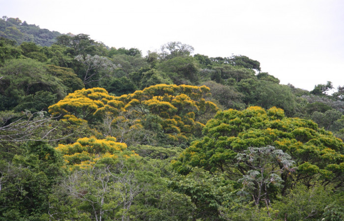 Figura. 1 Habitad <i>Vochysia ferruginea</i>, (Vochysiaceae). Area de Conservación Guanacaste, Sector Rincón Rain Forest, Estación Leiva, Sendero Jacobo, (elevación 461 metros), colectada el 15 de febrero 2021 . Foto, Jorge Hernández.  