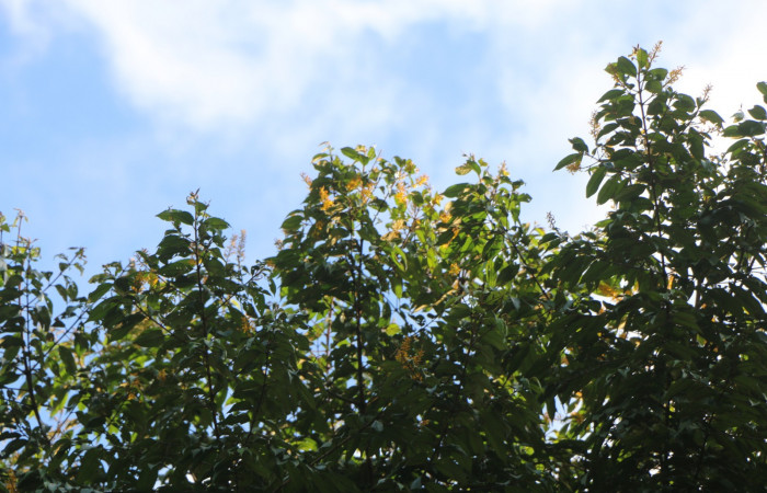 Figura. 2 Hojas  <i>Vochysia ferruginea</i>, (Vochysiaceae). Area de Conservación Guanacaste, Sector Rincón Rain Forest, Estación Leiva, Sendero Jacobo, (elevación 461 metros), colectada el 15 de febrero 2021 . Foto, Jorge Hernández.  