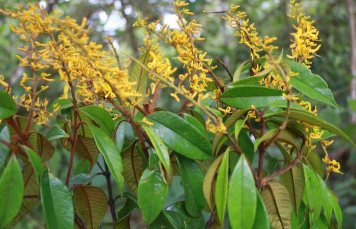 Figura. 3 Hojas <i>Vochysia ferruginea</i>, (Vochysiaceae). Area de Conservación Guanacaste, Sector Rincón Rain Forest, Estación Leiva, Sendero Jacobo, (elevación 461 metros), colectada el 15 de febrero 2021 . Foto, Jorge Hernández.  