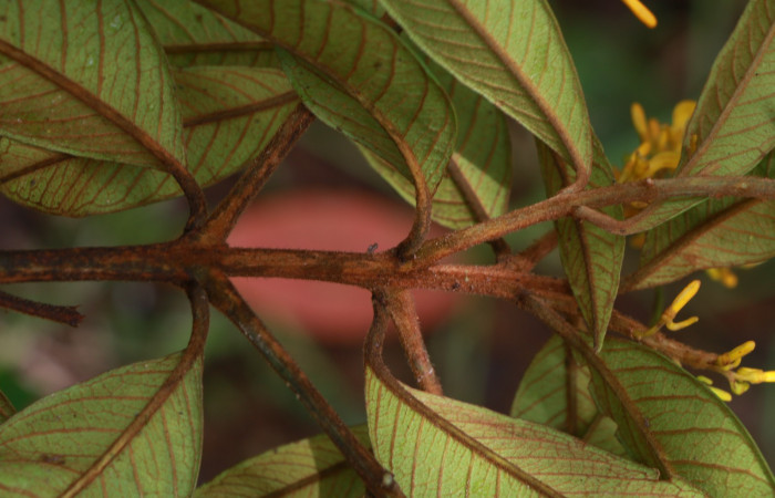 Figura. 4 Hojas <i>Vochysia ferruginea</i>, (Vochysiaceae). Area de Conservación Guanacaste, Sector Rincón Rain Forest, Estación Leiva, Sendero Cafecito, (elevación 461 metros), colectada el 15 de febrero 2021 . Foto, Jorge Hernández.  