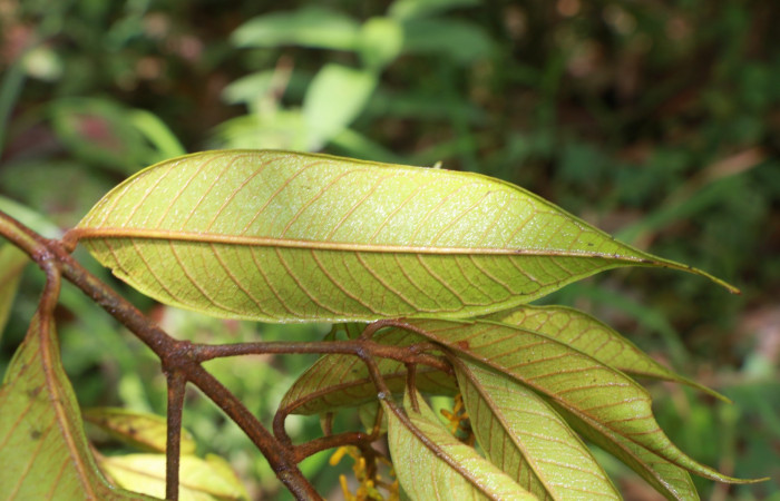 Figura. 5 Hojas envés <i>Vochysia ferruginea</i>, (Vochysiaceae). Area de Conservación Guanacaste, Sector Rincón Rain Forest, Estación Leiva, Sendero Jacobo, (elevación 461 metros), colectada el 15 de febrero 2021 . Foto, Jorge Hernández.  