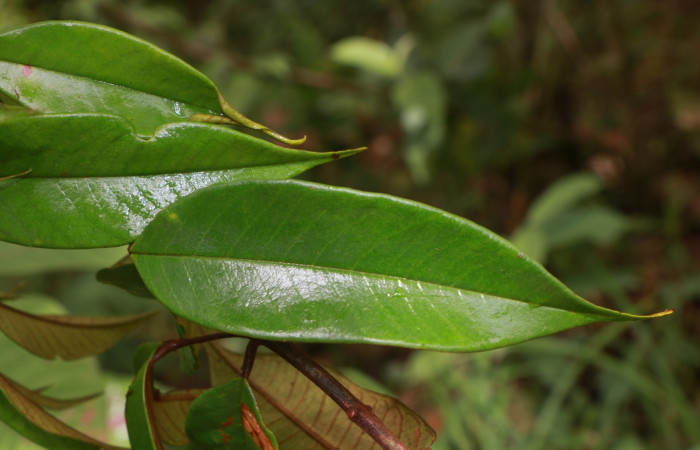 Figura. 6 Hojas haz  <i>Vochysia ferruginea</i>, (Vochysiaceae). Area de Conservación Guanacaste, Sector Rincón Rain Forest, Estación Leiva, Sendero Jacobo, (elevación 461 metros), colectada el 15 de febrero 2021 . Foto, Jorge Hernández.  