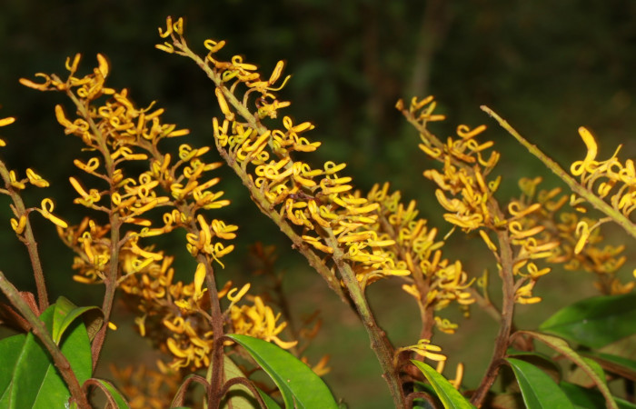 Figura. 7 Flores en espiga <i>Vochysia ferruginea</i>, (Vochysiaceae). Area de Conservación Guanacaste, Sector Rincón Rain Forest, Estación Leiva, Sendero Jacobo, (elevación 461 metros), colectada el 15 de febrero 2021 . Foto, Jorge Hernández.  