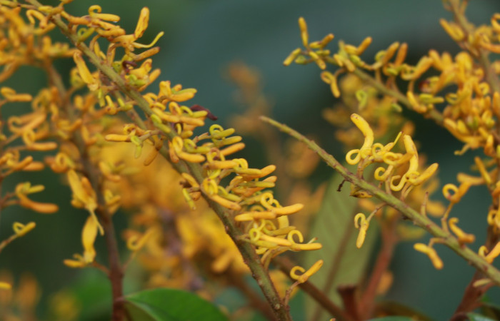 Figura. 8 Flores en espiga <i>Vochysia ferruginea</i>, (Vochysiaceae). Area de Conservación Guanacaste, Sector Rincón Rain Forest, Estación Leiva, Sendero Jacobo, (elevación 461 metros), colectada el 15 de febrero 2021 . Foto, Jorge Hernández.  