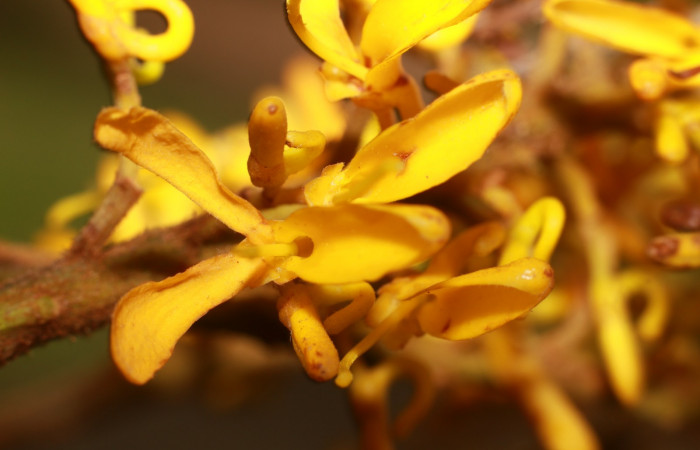 Figura. 9 Flor de frente <i>Vochysia ferruginea</i>, (Vochysiaceae). Area de Conservación Guanacaste, Sector Rincón Rain Forest, Estación Leiva, Sendero Jacobo, (elevación 461 metros), colectada el 15 de febrero 2021 . Foto, Jorge Hernández.  