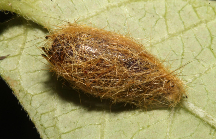 Figura 10. Larva en capullo <i>Aclytia</i> albistrigaDHJ02 (Erebidae) en este estadio no se alimenta  (14-SRNP-43284-DHJ724025.JPG) 3 agosto 2014, Punte Rio Negro (elevación 340 metros).