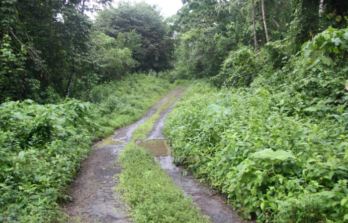 Figura 1. Puente Rio Negro, Sector Estación Caribe, Area de Conservación Guanacaste (elevación 340 metros) en margen de camino 17 Julio 2014 lugar donde fue colectada la larva <i>Aclytia</i> albistrigaDHJ02 (Erebidae) (14 SRNP- 43284).