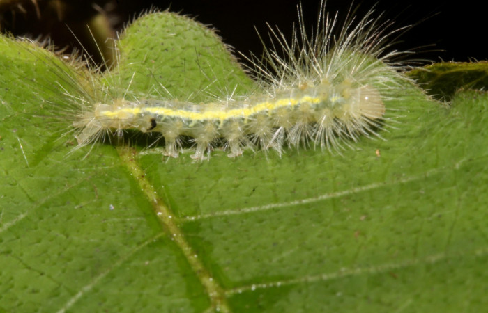 Figura 4. Larva en cuarto estadio <i>Aclytia</i> albistrigaDHJ02 (Erebidae) alimentandose en <i>Mandevilla hirsuta</i> (Apocynaceae) posición lateral (14-SRNP-43284-DHJ724011.JPG) 25 julio 2014, Punte Rio Negro (elevación 340 metros).
