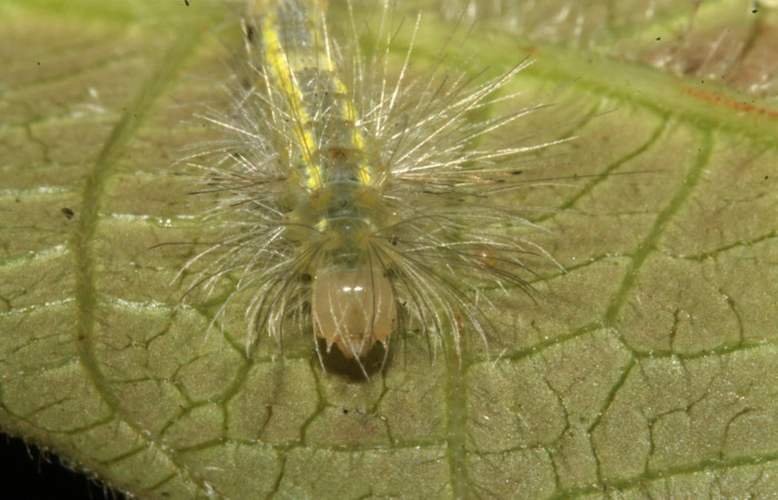 Figura 6. Larva en cuarto estadio <i>Aclytia</i> albistrigaDHJ02 (Erebidae) alimentandose en <i>Mandevilla hirsuta</i> (Apocynaceae) posición cabeza (14-SRNP-43284-DHJ724013.JPG) 25 julio 2014, Punte Rio Negro (elevación 340 metros).