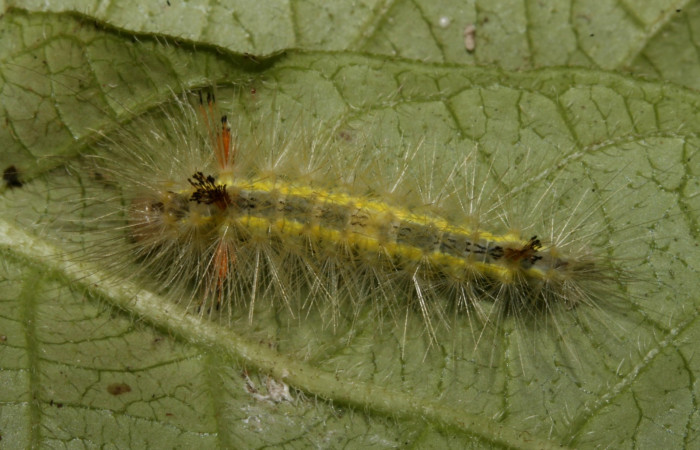 Figura 7. Larva en cuarto estadio <i>Aclytia</i> albistrigaDHJ02 (Erebidae) alimentandose en <i>Mandevilla hirsuta</i> (Apocynaceae) posición dorso (14-SRNP-43284-DHJ724014.JPG) 29 julio 2014, Punte Rio Negro (elevación 340 metros).