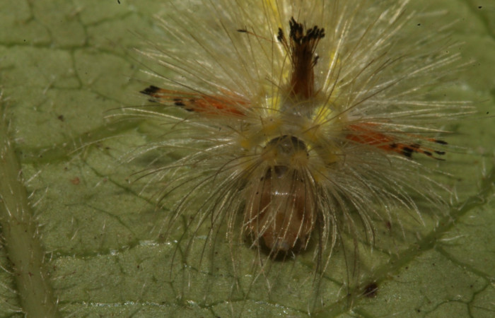 Figura 9. Larva en cuarto estadio <i>Aclytia</i> albistrigaDHJ02 (Erebidae) alimentandose en <i>Mandevilla hirsuta</i> (Apocynaceae) posición cabeza (14-SRNP-43284-DHJ724016.JPG) 29 julio 2014, Punte Rio Negro (elevación 340 metros).