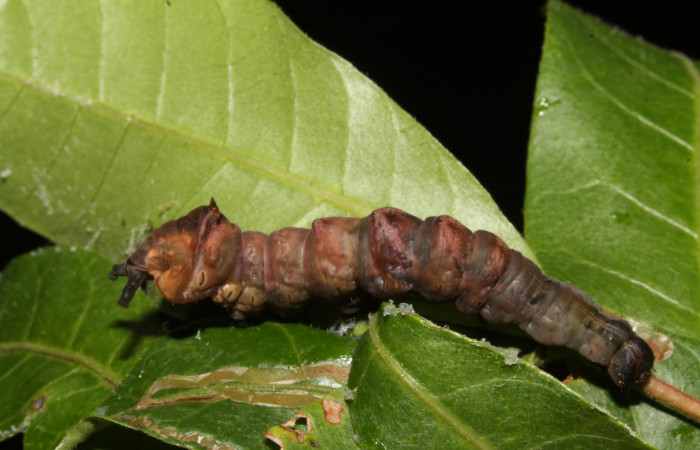Figura 10. Larva prepupa <i>Nystalea ocellata</i> (Notodontidae) en este estadio no se alimenta posición dorsal (14-SRNP-43516-DHJ724085.JPG) 21agosto 2014, Sendero Tucan (elevación 410metros).