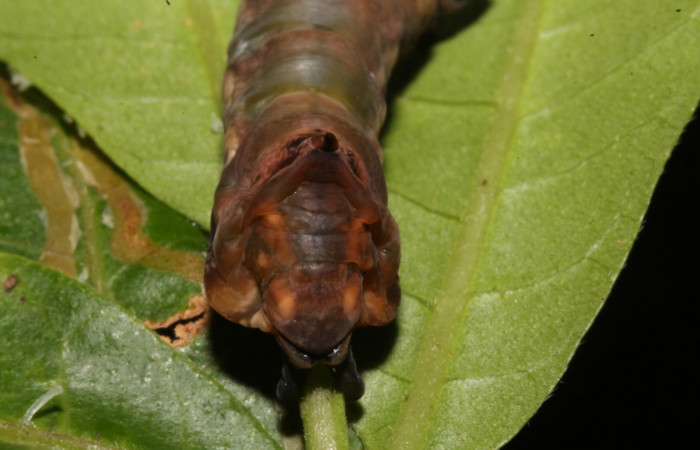 Figura 11. Larva prepupa <i>Nystalea ocellata</i> (Notodontidae) en este estadio no se alimenta posición cola(14-SRNP-43516-DHJ724085.JPG) 21agosto 2014, Sendero Tucan (elevación 410metros).