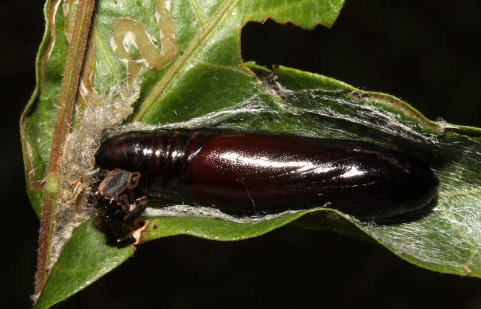 Figura 12. Larva pupa <i>Nystalea ocellata</i> (Notodontidae) en este estadio no se alimenta(14-SRNP-43516-DHJ724098.JPG) 25 agosto 2014, Sendero Tucan (elevación 410metros).