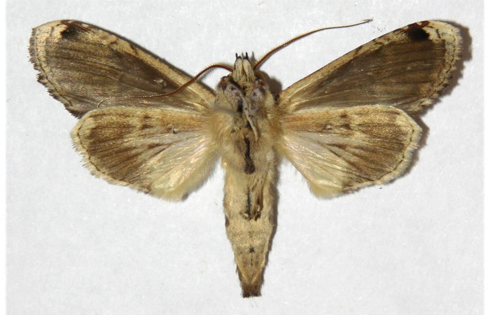 Figura 13. Adulto de <i>Nystalea ocellata</i> Notodontidae (Hembra) (04-SRNP-4629-DHJ310949.jpg).