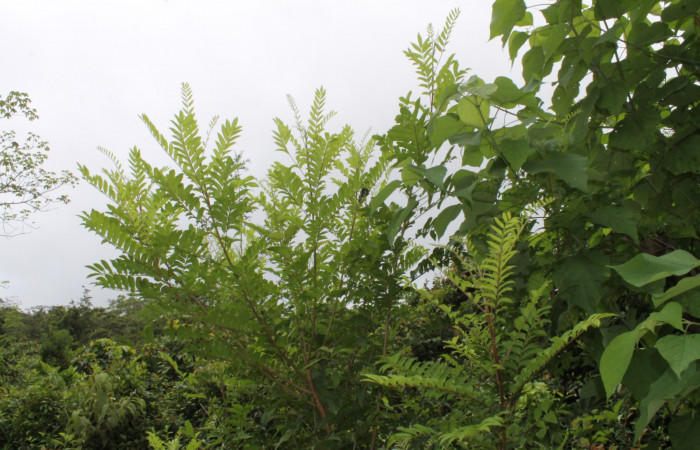 Figura 15. Planta hospedera de <i>Nystalea ocellata</i>. Planta <i>Mosquitoxylum jamaicense</i> (Anacardiaceae).