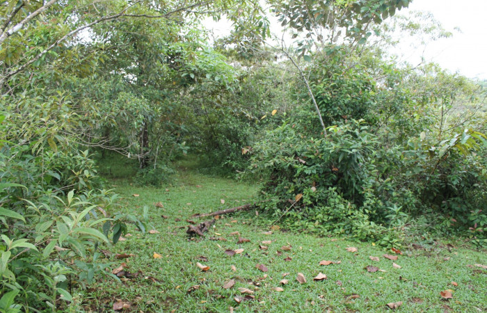 Figura 1. Sendero Tucan, Sector Estación Caribe, Area de Conservación Guanacaste (elevación 410 metros) 8 Agosto 2014 lugar donde fue colectada la larva <i>Nystalea ocellata</i> (Notodontidae) (14 SRNP- 43516).