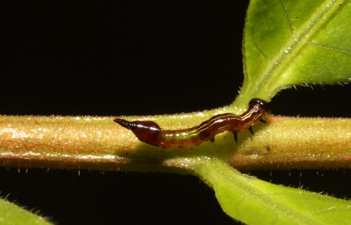 Figura 2. Larva en tercer estadio <i>Nystalea ocellata</i> (Notodontidae) alimentandose en <i>Mosquitoxylum jamaicense</i> (Anacardiaceae) posición dorso (14-SRNP-43516-DHJ724028.JPG) 08 agosto 2014, Sendero Tucan (elevación 410metros).