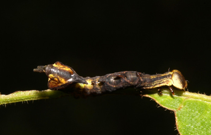 Figura 3. Larva en cuarto estadio <i>Nystalea ocellata</i> (Notodontidae) alimentandose en <i>Mosquitoxylum jamaicense</i> (Anacardiaceae) posición dorso (14-SRNP-43516-DHJ724047.JPG) 13 agosto 2014, Sendero Tucan (elevación 410metros).