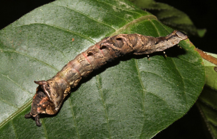 Figura 6. Larva en ultimo estadio <i>Nystalea ocellata</i> (Notodontidae) alimentandose en <i>Mosquitoxylum jamaicense</i> (Anacardiaceae) posición dorsal (14-SRNP-43516-DHJ724065.JPG) 19agosto 2014, Sendero Tucan (elevación 410metros).
