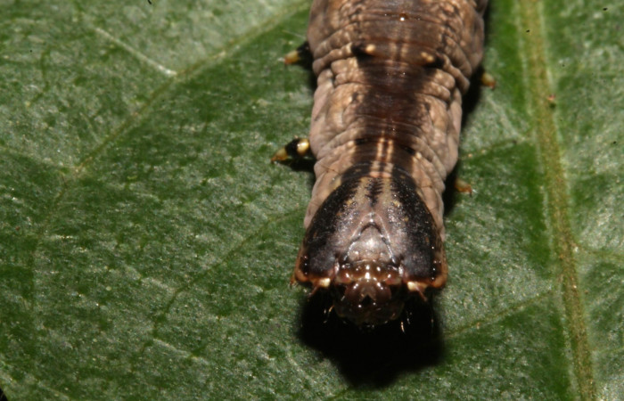 Figura 7. Larva en ultimo estadio <i>Nystalea ocellata</i> (Notodontidae) alimentandose en <i>Mosquitoxylum jamaicense</i> (Anacardiaceae) posición cabeza (14-SRNP-43516-DHJ724066.JPG) 19agosto 2014, Sendero Tucan (elevación 410metros).