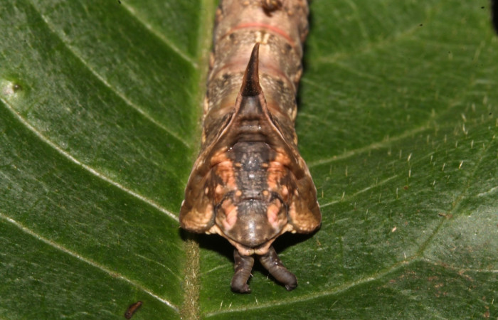 Figura 8. Larva en ultimo estadio <i>Nystalea ocellata</i> (Notodontidae) alimentandose en <i>Mosquitoxylum jamaicense</i> (Anacardiaceae) posición cola (14-SRNP-43516-DHJ724067.JPG) 19agosto 2014, Sendero Tucan (elevación 410metros).