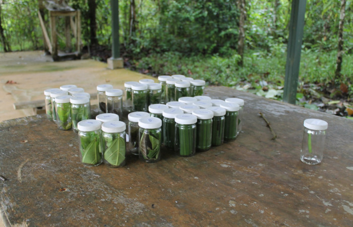 Figura 4. Vasos con su numero de voucher.