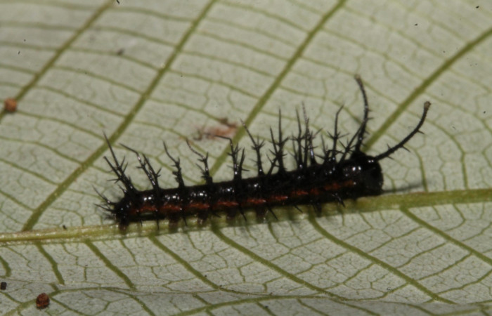 Figura 5. Larva en tercer estadio <i>Tigridia</i> acestaDHJ03 (Nymphalidae) alimentándose en </i>Pourouma bicolor</i> (Urticaceae) posición lateral (14-SRNP-44556-DHJ724259.JPG) 27 Octubre 2014, Sendero Venado  (elevación 420 metros) margen del camino.