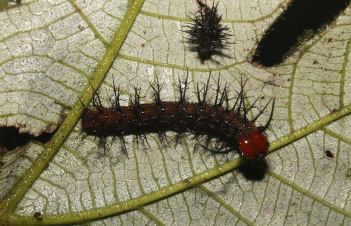 Figura 7. Larva en cuarto estadio <i>Tigridia</i> acestaDHJ03 (Nymphalidae) alimentándose en <i>Pourouma bicolor</i> (Urticaceae) posición dorso (14-SRNP-44556-DHJ724289.JPG) 5 Noviembre 2014, Sendero Venado  (elevación 420 metros) margen del camino.