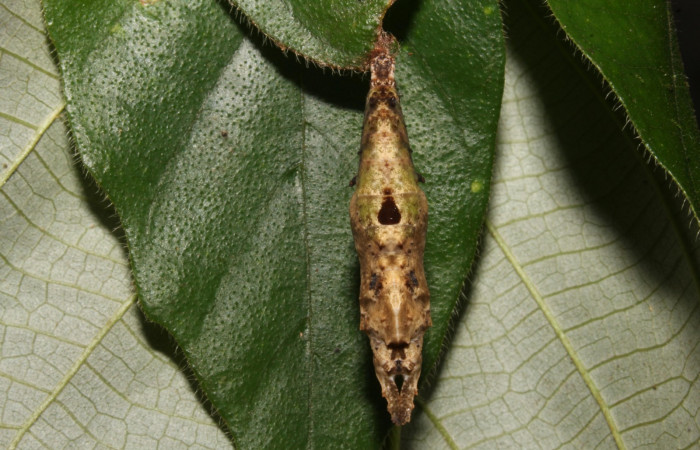 Figura 9. Pupa <i>Tigridia</i> acestaDHJ03 (Nymphalidae) en esta estadio no se (14-SRNP-44556-DHJ724316.JPG) 13 noviembre 2014, Sendero venado (elevación 420 metros) margen del camino.