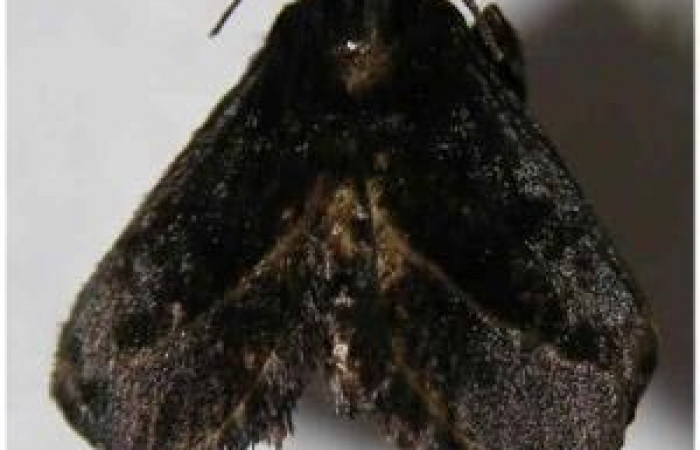 Figura 11. Adulto de <i>Epiperola vaferella</i>, (Limacodidae), posición vista ventral (Hembra). (06-SRNP-2065-DHJ367939.jpg).