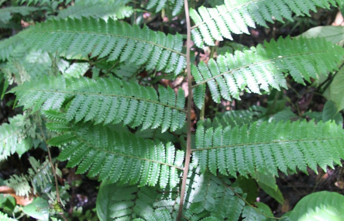 Figura 12. Planta hospedera de <i>Epiperola vaferella</i>, (Limacodidae), Planta <i>Alsophila firma</i>, (Cyatheaceae). Foto. Anabelle Córdoba 6 setiembre 2012.