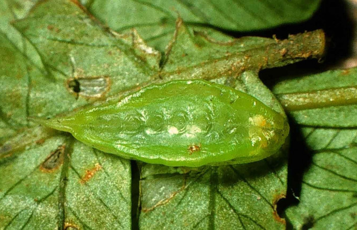 Figura 1. Larva en tercer estadio <i>Epiperola vaferella</i>, (Limacodidae), parasitada de <i>Triraphis</i> Janzen03 de la familia (Braconidae)  , posición dorsal, Sector San Cristóbal, Sendero Carmona, (elevación 670 metros). 19 enero 1)998. (98-SRNP-6109-DHJ45732.jpg).    