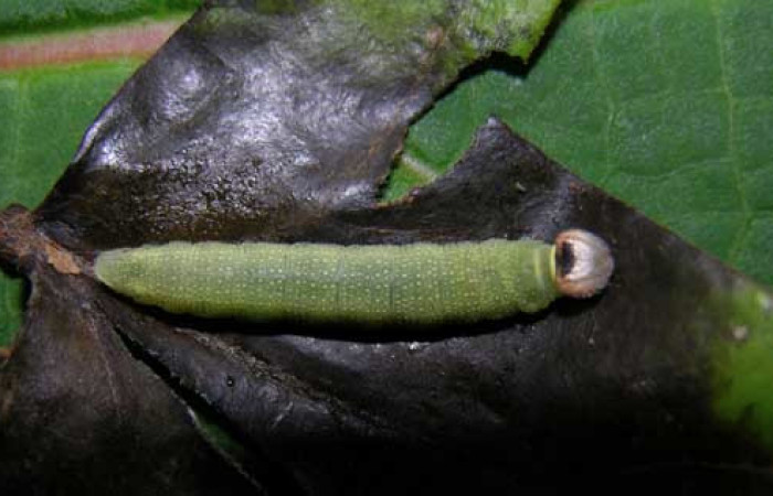  Larva en posición dorsal de <i>Helias cama</i> (Hesperiidae), U estadio. Sector Pitilla, Pasmompa. Voucher 05-SRNP-30170-DHJ405596.jpg.