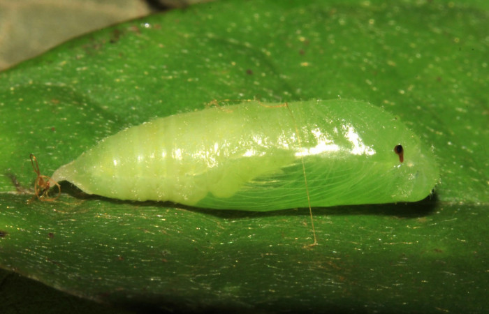  Pupa en posición lateral de <i>Helias cama</i> (Hesperiidae). SectorPitilla, Pasmompa. Voucher 15-SRNP-30263-DHJ721704.jpg.