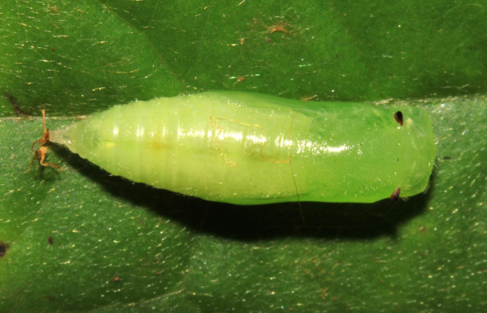  Pupa en posición dorsal de <i>Helias cama</i> (Hesperiidae). SectorPitilla, Pasmompa. Voucher 15-SRNP-30263-DHJ721705.jpg.
