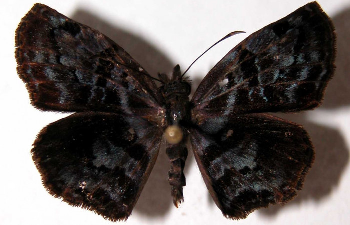  Adulto macho en posición dorsal de <i>Helias cama</i> (Hesperiidae).  Sector El Hacha, Sendero Tigre. Voucher  01-SRNP-9588-DHJ90096.
