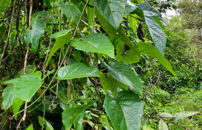  Bejuco de <i>Stigmaphyllon lindenianum</i> (Malpighiaceae), planta hospedera de <i>Helias cama</i> (Hesperiidae). Sector San Cristóbal, Río Blanco Abajo. Foto, Elda Araya. 22 Febrero 2021 
