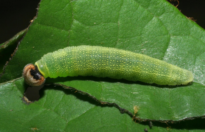  Larva en posición dorsal de <i>Helias cama</i> (Hesperiidae), PU estadio. Sector San Cristóbal, Sendero Huerta. Voucher 08-SRNP-4743-DHJ437645.jpg.
